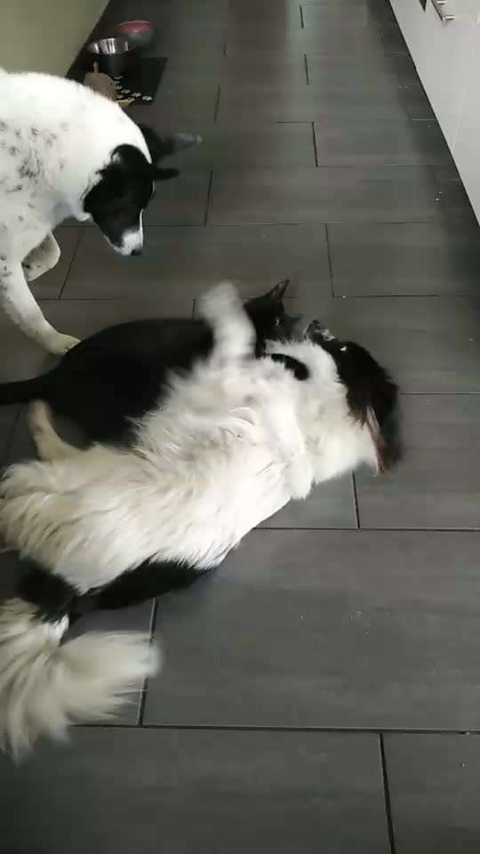 Hund und Katz Momente-Beitrag-Bild