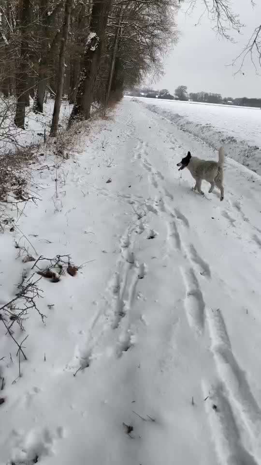 TierschutzhundeStammtisch🐕-Beitrag-Bild