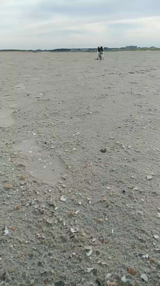 TierschutzhundeStammtisch🐕-Beitrag-Bild