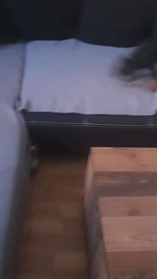 Zeigt hier Euer liebstes Video Eurer Hunde-Beitrag-Bild