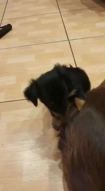 Welpen Bilder !-Beitrag-Bild