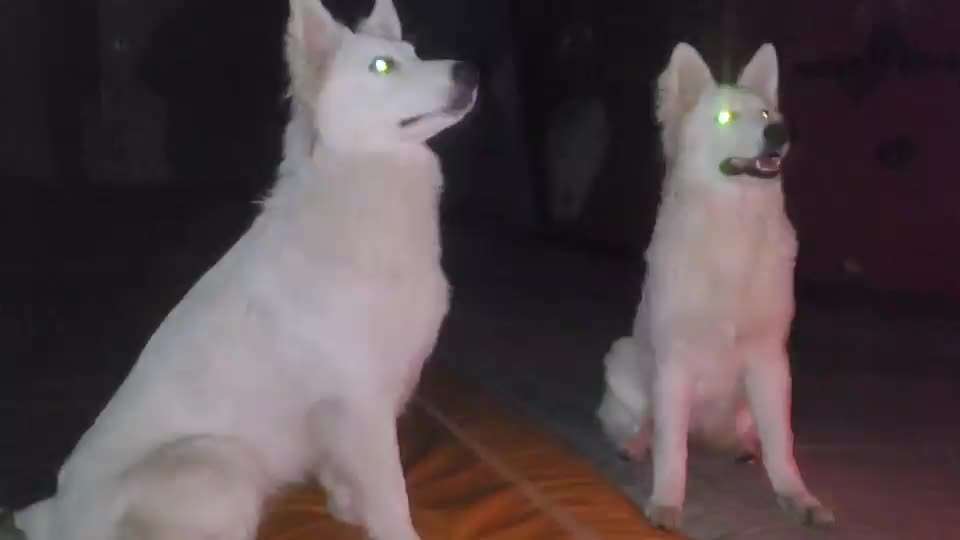 19. Video Challenge  "urkomische Hunde zum Brüllen lustig"-Beitrag-Bild