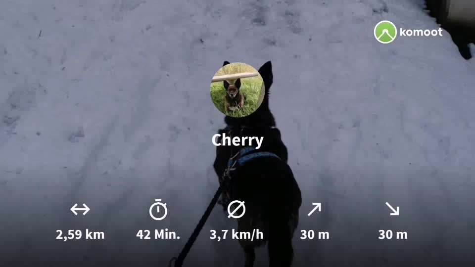 Zeige das lustigste Bild eures Hundis-Beitrag-Bild