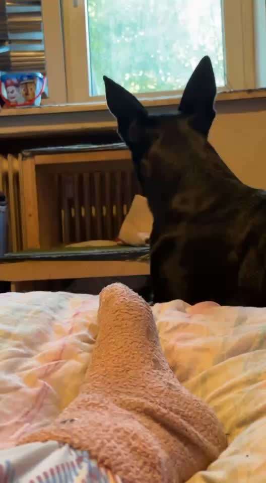 Welche Rasse?-Beitrag-Bild