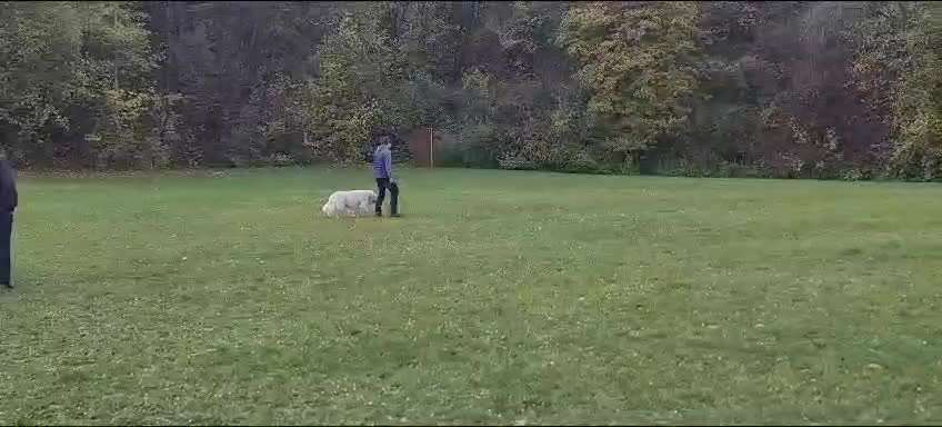 Wo sind die Golden Retriever Liebhaber?-Beitrag-Bild