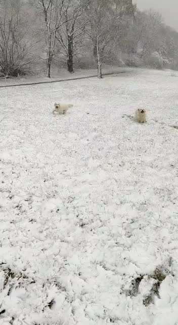 Wo sind die Golden Retriever Liebhaber?-Beitrag-Bild