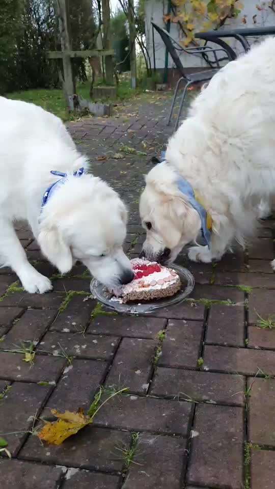 Wo sind die Golden Retriever Liebhaber?-Beitrag-Bild