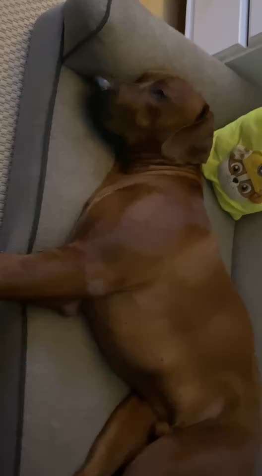 Rhodesian Ridgeback-Beitrag-Bild