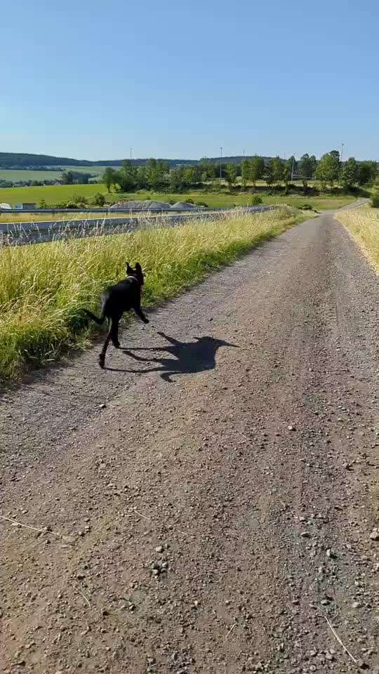 Radfahren mit Hund-Beitrag-Bild