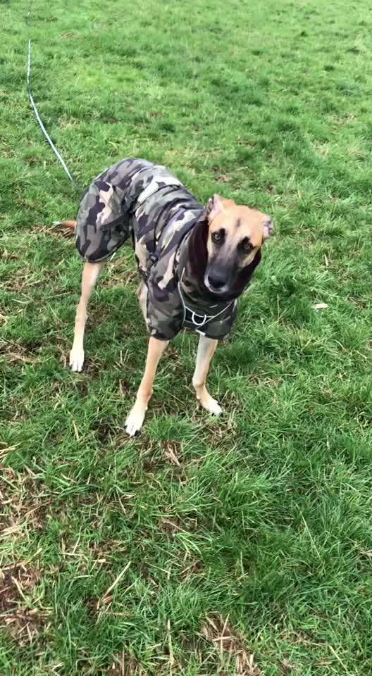 Windhunde - Treffen der besonderen Schönheiten
HERZLICH WILLKOMMEN-Beitrag-Bild