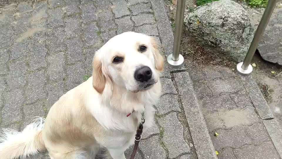 Wo sind die Golden Retriever Liebhaber?-Beitrag-Bild