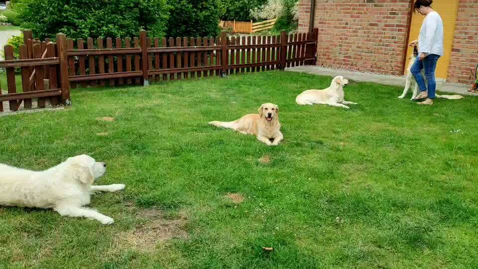 Wo sind die Golden Retriever Liebhaber?-Beitrag-Bild