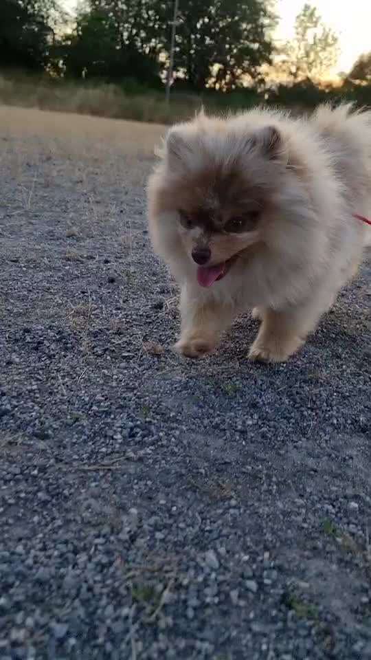 Gibt es noch andere Pomerainan/zwergspitze-Beitrag-Bild