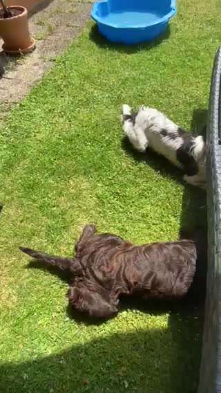 Bester Freund, Hundekumpel - zeigt her!-Beitrag-Bild