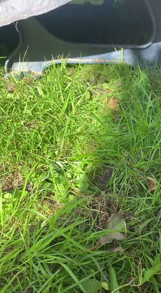 Französische Bulldoggen-Beitrag-Bild