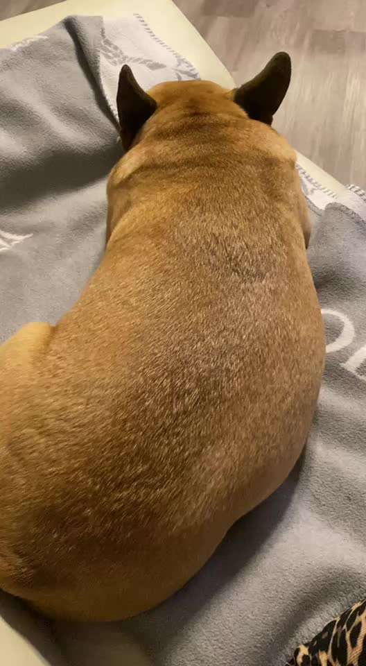 Französische Bulldoggen-Beitrag-Bild