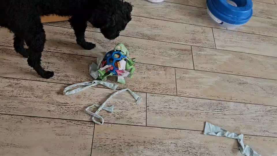 aktuelles Foto Gruppe Pudel