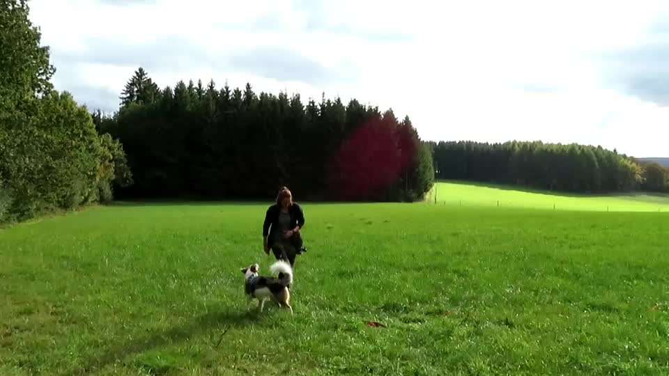 Trickdogging-Beitrag-Bild