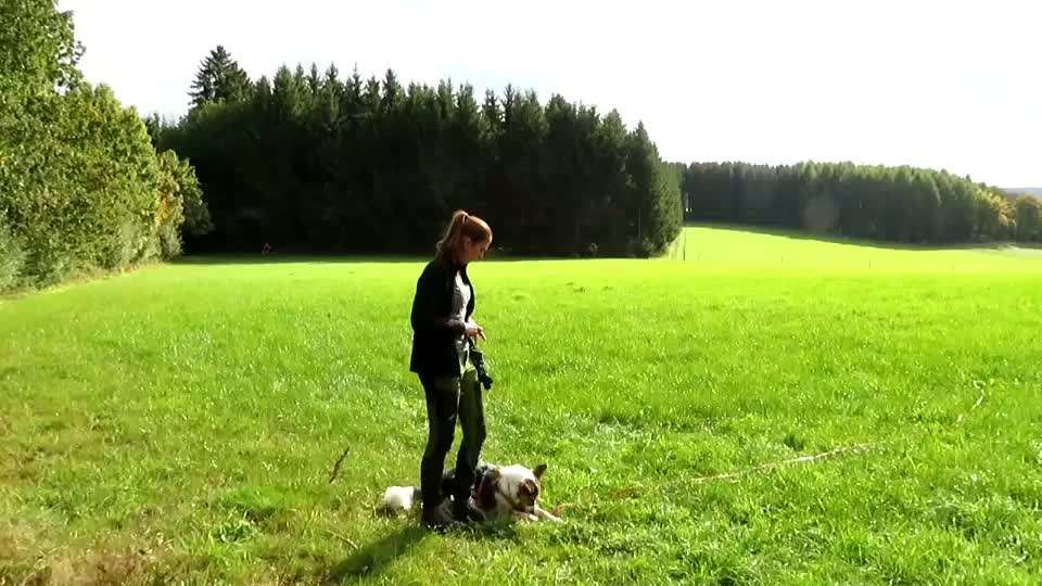 Trickdogging-Beitrag-Bild