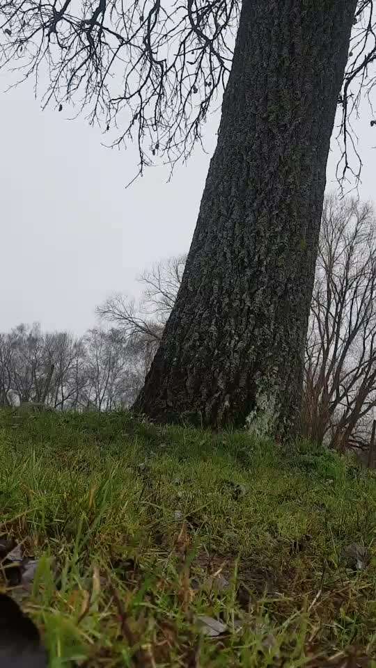 Trickdogging-Beitrag-Bild