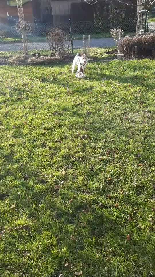 Wo sind die Jack und Parson Russell Terrier?-Beitrag-Bild