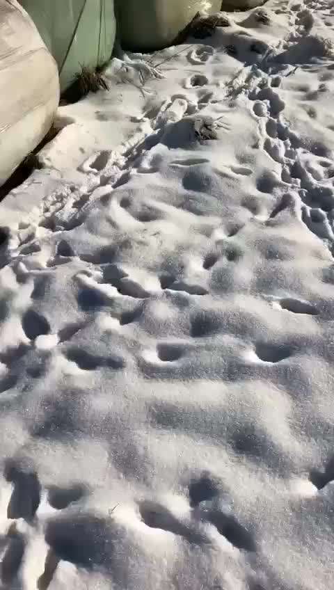 Wolfsbegegnung mit Hund-Wie richtig Verhalten?-Beitrag-Bild