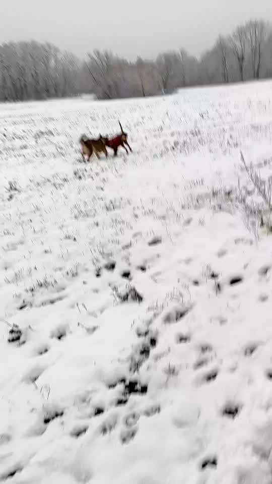 Zeigt hier Euer liebstes Video Eurer Hunde-Beitrag-Bild