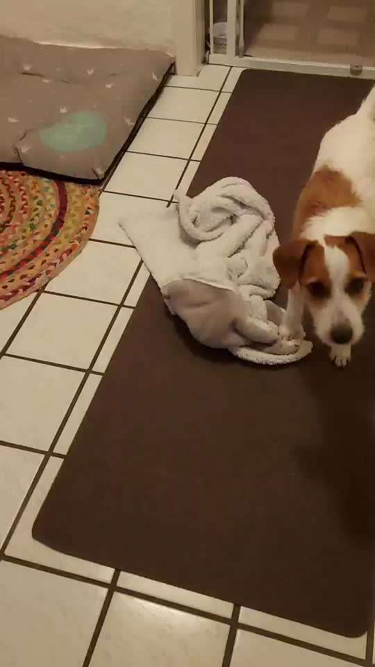 Video Challenge Nr.14 - Bettelnde Hunde-Beitrag-Bild