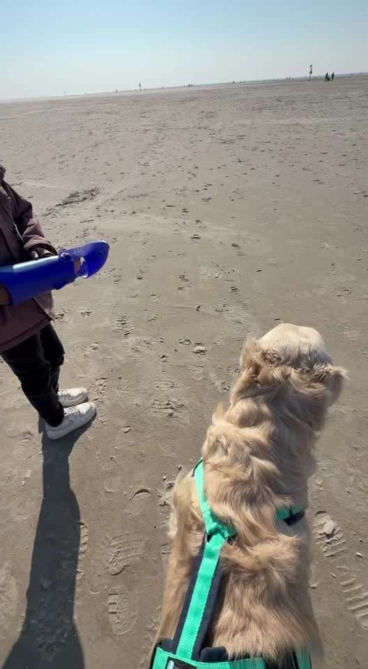 aktuelles Foto Gruppe Golden Retriever