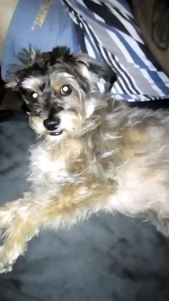 TierschutzhundeStammtisch🐕-Beitrag-Bild