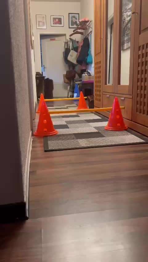 Indoor Aktivitäten für Menschen und Hunde-Beitrag-Bild