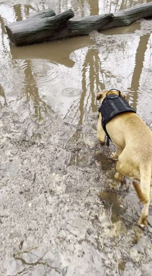 Rhodesian Ridgeback-Beitrag-Bild