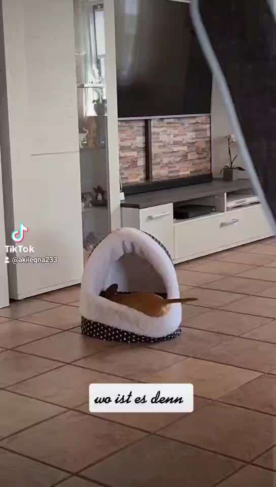 Handy Video Challenge Nr.36 Indoorbespaßung-Beitrag-Bild