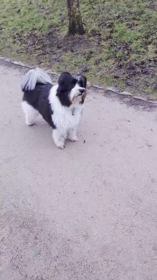 45. Tricktraining - Apportieren-Beitrag-Bild