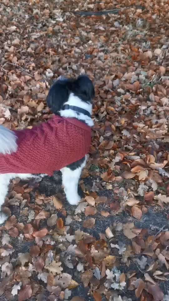 Trickdogging-Beitrag-Bild