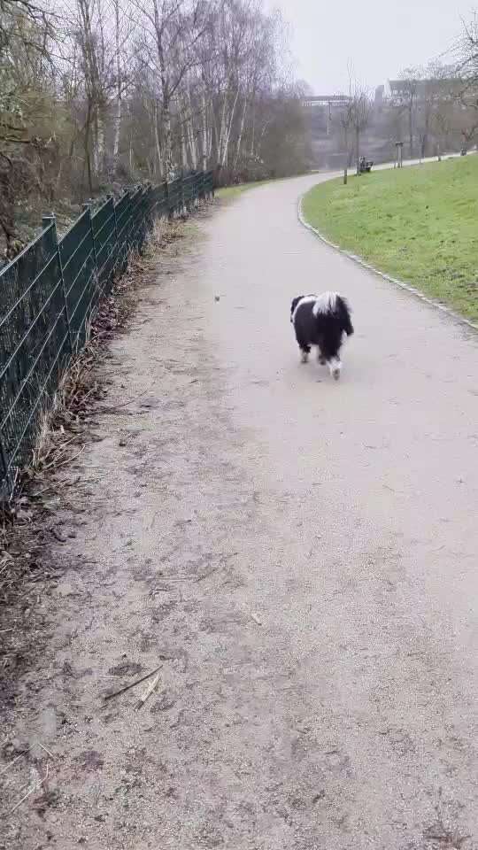 45. Tricktraining - Apportieren-Beitrag-Bild