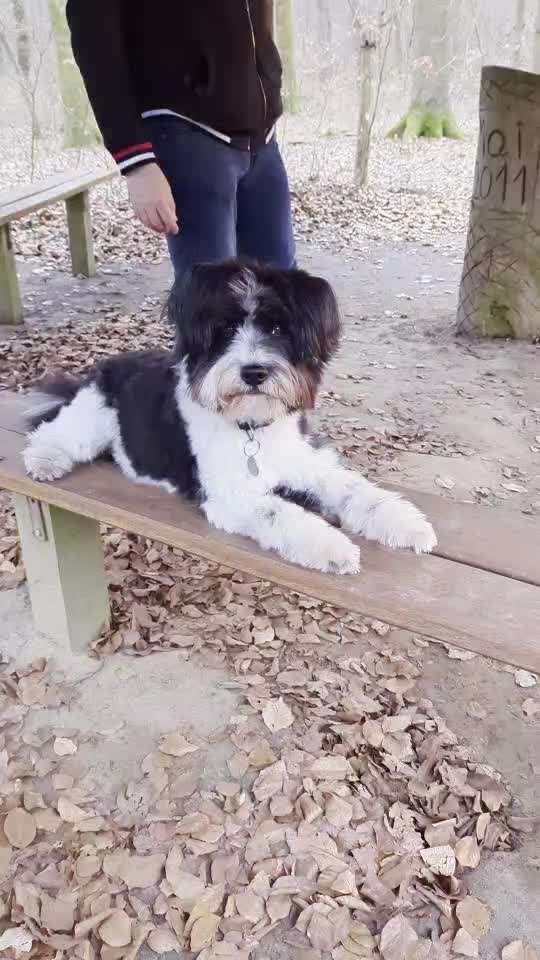 30. Impulskontrollübung: Ich trag dich auf Händen-Beitrag-Bild