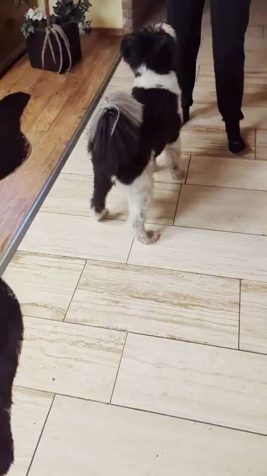 Trickchallenge - ich packe meinen 5. Koffer-Beitrag-Bild