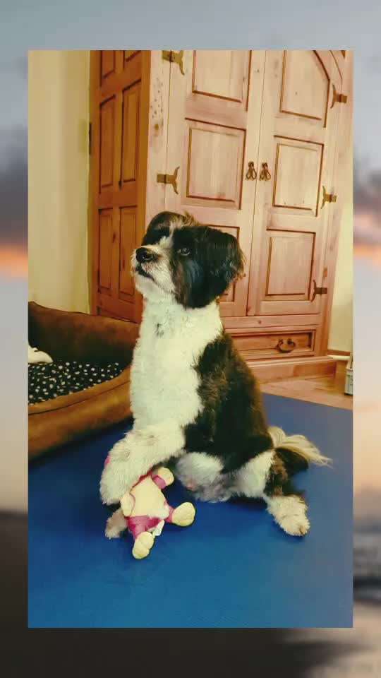 52. Gemeinsames Tricktraining: Umarmen-Beitrag-Bild