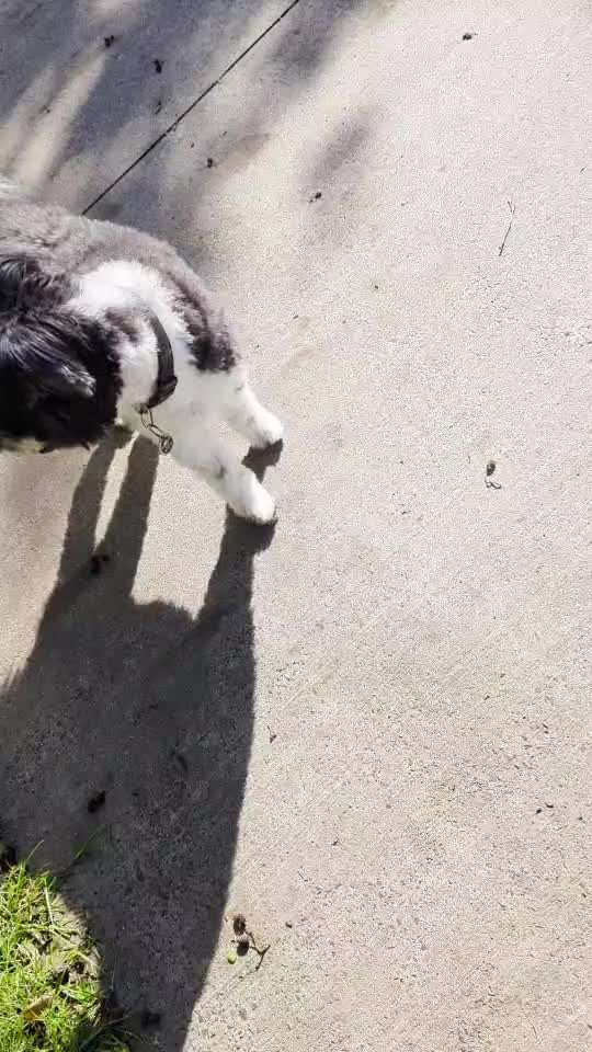 53. Impulskontroll übung- Bewegungsreize-Beitrag-Bild