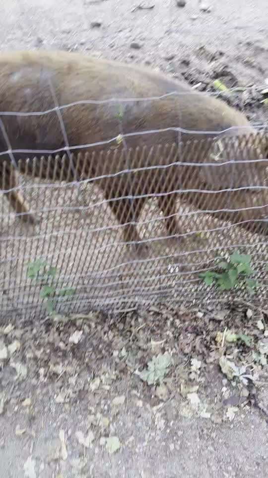 35. Impulskontrollübung "Kontakt mit anderen Tieren"-Beitrag-Bild