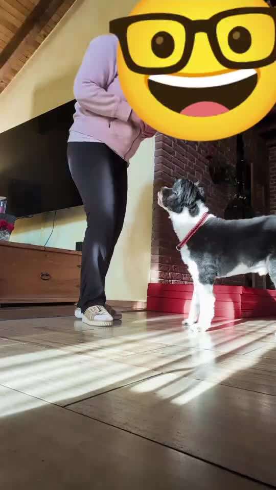 93. Gemeinsames Tricktraining VOR-Beitrag-Bild