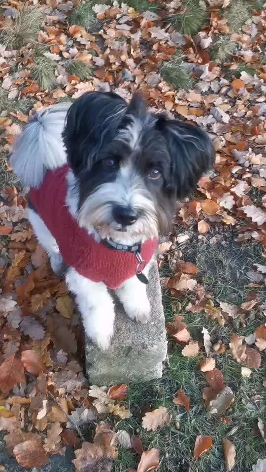 Trick Challenge 24 ,,Elefantentrick"-Beitrag-Bild