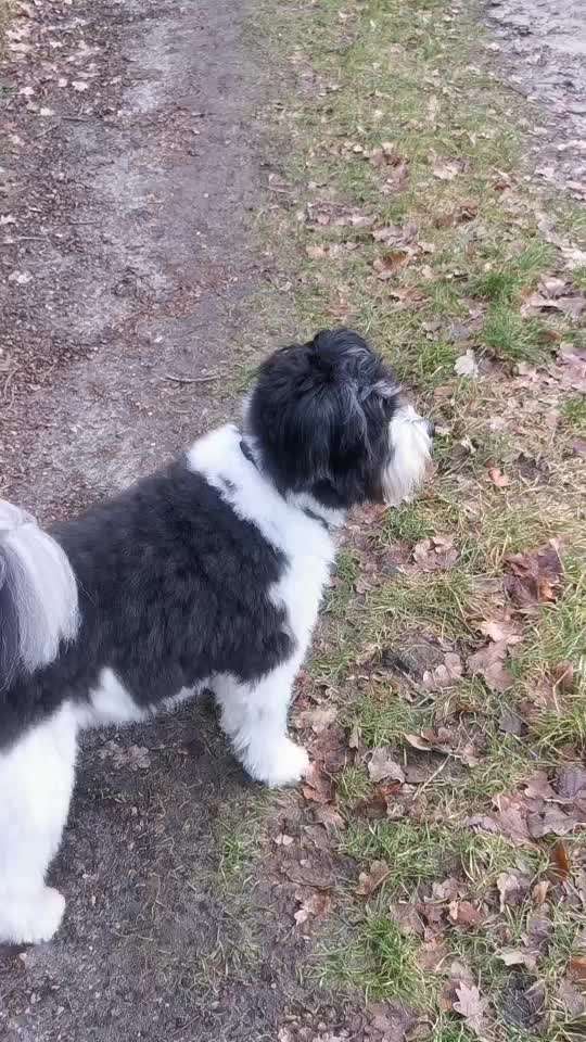 Impulskontrolle Challenge NR .4.           STOP/STEH/ WARTE-Beitrag-Bild