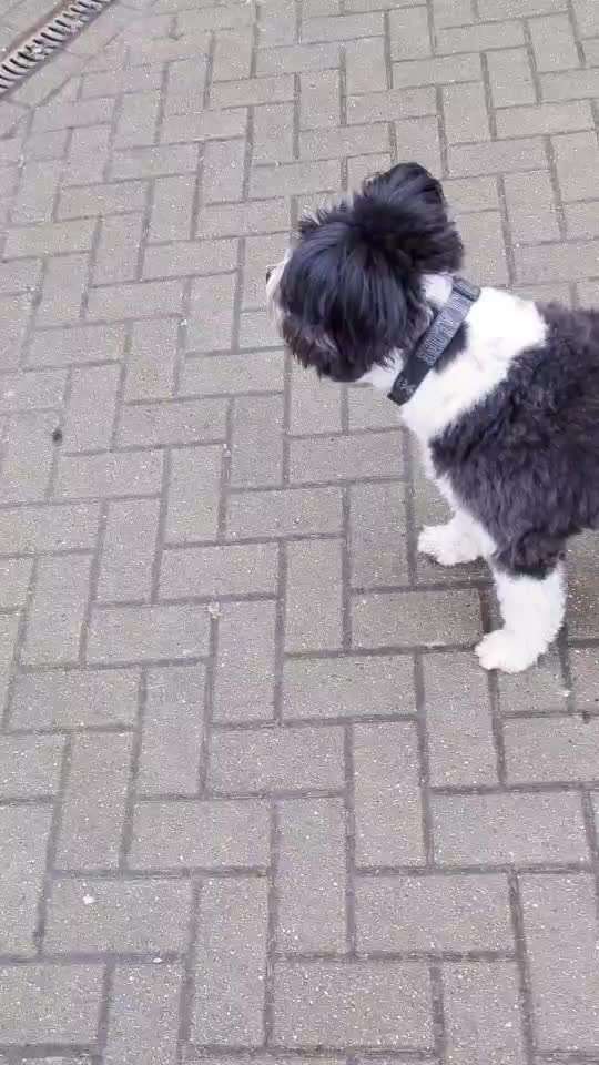 Impulskontrolle Challenge Nr.: 7
         "Gesellschaftsfähig"-Beitrag-Bild