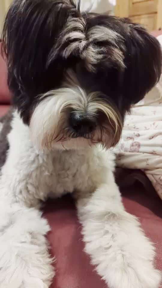 35. Trick Challenge - Schmeckts/ Zunge raus-Beitrag-Bild