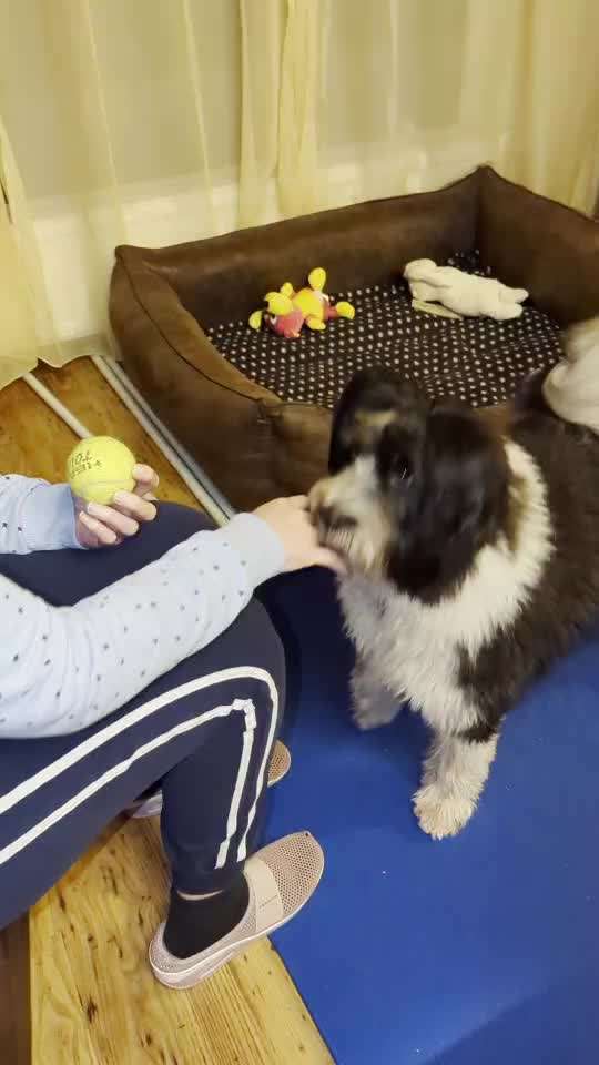 42. Gemeinsames Tricktraining: Look-Target-Beitrag-Bild