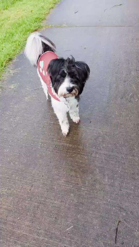 33 .Impulskontroll Übung " Abruf vom Reiz "-Beitrag-Bild