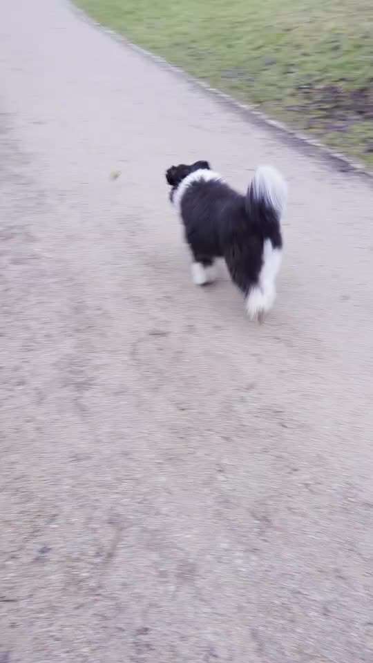 45. Tricktraining - Apportieren-Beitrag-Bild