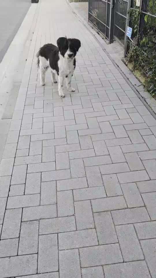 Gangbild/-analyse-Beitrag-Bild